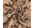 French Terry Digital Print - Christmas Gnomes, Sand