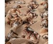 French Terry Digital Print - Christmas Gnomes, Sand