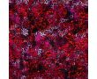 French Terry Digi Print - Red