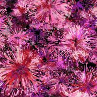 Punta Soft Print - Explosion, Cyclam