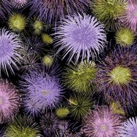 Viscose/Sp Jersey Print - Fireworks, Purple