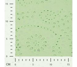 Cotton Embroidery - Mint