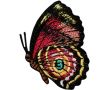 Nažehlovačka motýľ 5,2 cm Monoquick