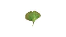 Nášivka list ginkgo, nažehľovacia, zelená