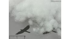 Výplň vankúšov, diek aj hračiek Superball (kg)