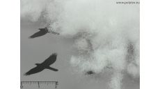 Výplň vankúšov, diek aj hračiek Superball (kg)