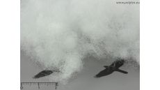 Výplň vankúšov, diek aj hračiek Superball (kg)